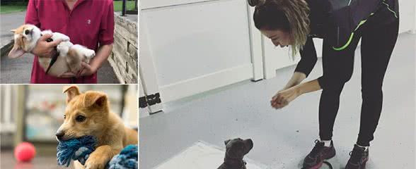 熊孩子要教训，调皮狗狗为什么不用？不要把它们纵容成坏狗狗