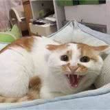 经常打猫咪，会有这几种“后果”，劝你停手