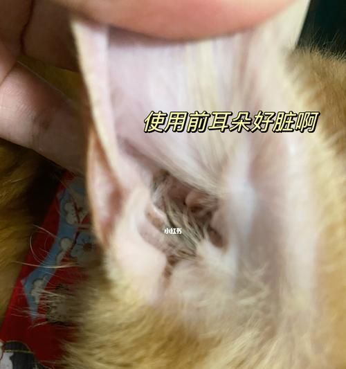 宠物猫咪耳朵清洁全攻略（如何帮助猫咪清理耳朵？教你正确操作）