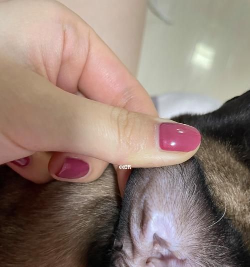 宠物猫咪耳朵清洁全攻略（如何帮助猫咪清理耳朵？教你正确操作）