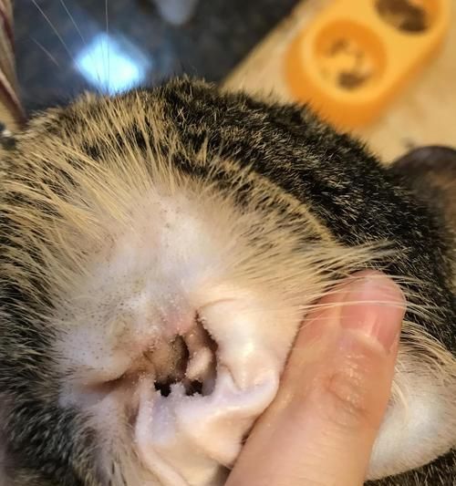 宠物小猫耳朵开裂与癣的处理方法（解决小猫耳朵开裂及癣症状，让宠物健康快乐成长）