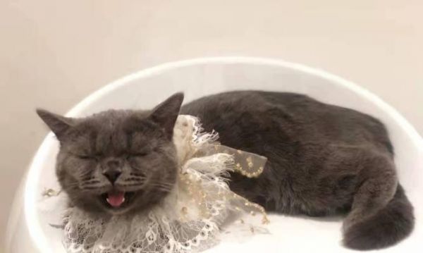 猫咪皮肤护理秘籍（让你的猫咪摆脱皮肤烦恼）