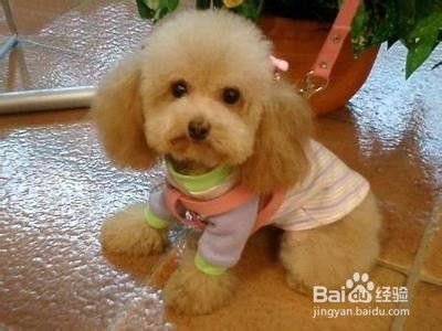 6招教你正确给狗狗剪毛发