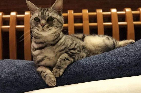 十几度小猫觉得冷吗