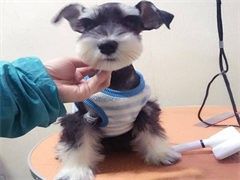 广州经济开发区宠物定点大小便训练-服务热线