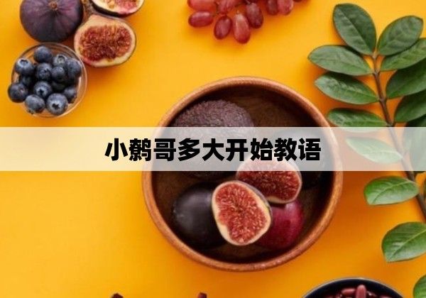 小鹩哥多大开始教语