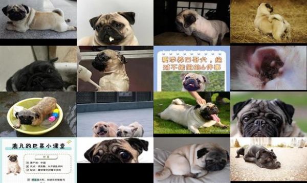 巴哥犬体臭怎么办