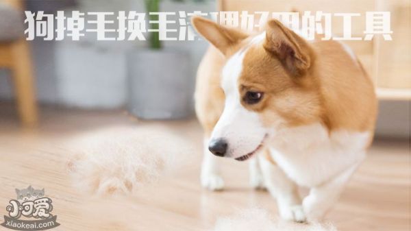 狗掉毛换毛清理好用的工具_小可爱宠物网