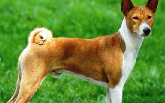 贝生吉犬喂养技巧指南