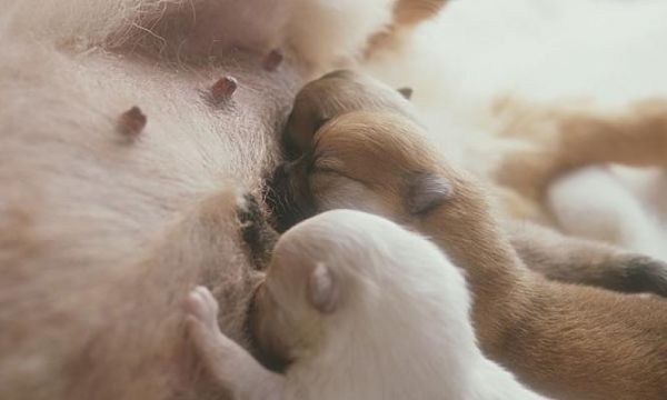 母狗哺乳期结束时间及影响因素分析（探究母狗哺乳期结束时间的关键因素以及如何判断宠物需要转换饮食）
