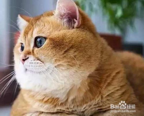 猫咪的减肥方法