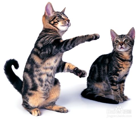 猫咪的减肥方法
