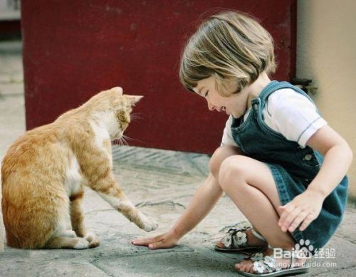 猫咪的减肥方法