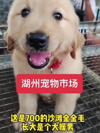 湖州大型宠物市场,湖州猫狗市场推荐 湖州大型宠物猫狗市场。湖州宠物市场来了#湖州买狗 #湖州买猫 #湖州宠物市场 #猫市 #狗市
