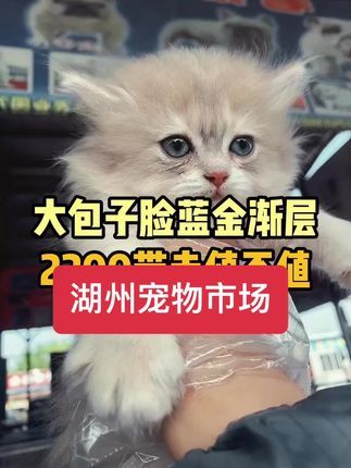 湖州宠物市场,湖州猫狗市场推荐来了 湖州大型宠物市场,猫狗市场湖州大型市场。#湖州买狗 #湖州买猫 #湖州宠物市场 #湖州猫狗市场 #狗市