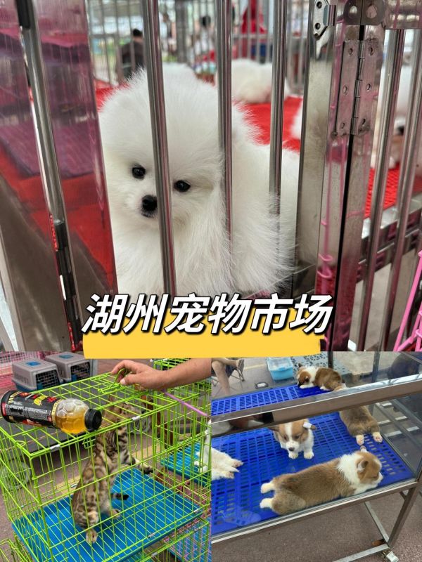 湖州猫狗市场,湖州宠物市场来了,湖州猫狗。宠物市场统一管理:每只出售的宠物犬猫必须的进行疫苗注射,否则清退出场!!并且和顾客当面签订有效合同!出现问题,市场人员帮助顾客与商户调节!确保到顾客手中的宠物健康,纯种,养得活!2:目前市场有大概有(80)多个品种的狗泰迪,比熊,博美,柯基,金毛,杜宾,边牧,柴犬,马尔泰,约克夏,西高地,雪纳瑞,查理王,哈士奇,萨摩耶,拉布拉多,阿拉斯加,马尔济斯,法斗等 猫咪有(30)多个商户:蓝猫,蓝白,美短,加白,布偶,银点,银渐层,金渐层,暹罗猫,豹猫,德文等3:市场目前营业时间是周一到周日,早7点到晚12点#狗市 #猫市 #新手适合养什么狗 #湖州宠物市场 #湖州买狗