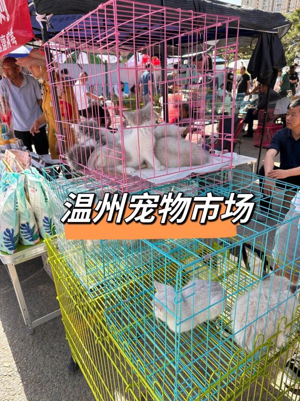 温州宠物市场,温州猫狗超大宠物市场来了。温州宠物市场,温州大型宠物市场狗狗猫咪#狗市 #猫市 #新手适合养什么狗 #温州宠物市场 #温州买狗