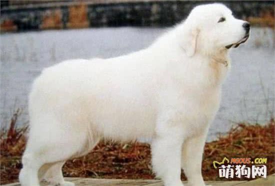 让爱宠服从命令听指挥要记住这5点，狗狗不仅是宠物更是家人