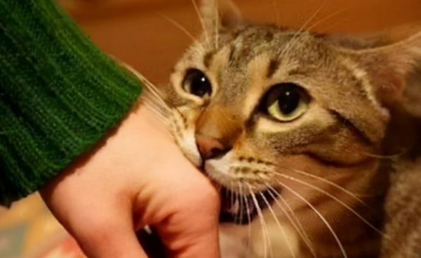猫咪为什么经常攻击主人