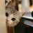 猫咪——==未命名