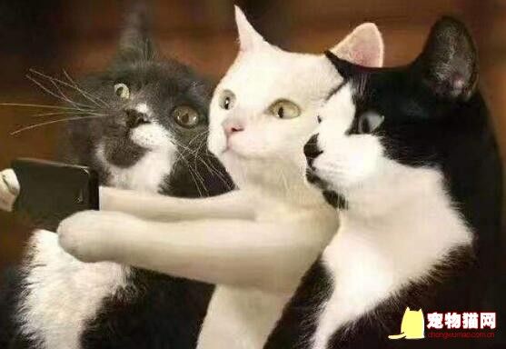 猫咪