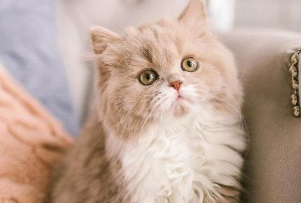 如何表达对流浪猫的爱与关怀？