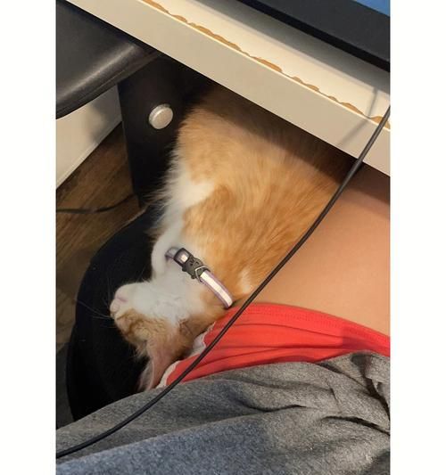 宠物的安全问题——猫咪为什么要咬电线（如何保护你的宠物免受电线伤害）