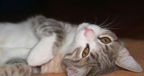 宠物的安全问题——猫咪为什么要咬电线（如何保护你的宠物免受电线伤害）