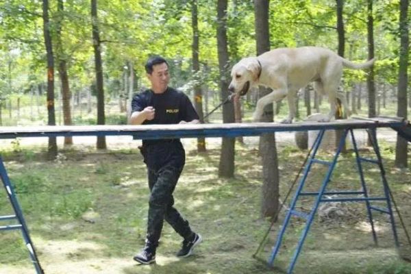 汪星人的本命年 丹东一群宠物狗跟着主人逆袭成为搜救犬