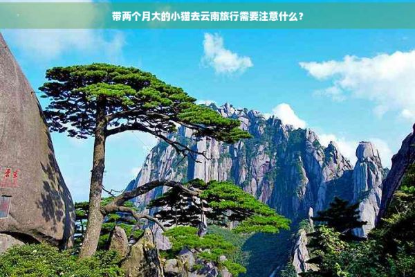 带两个月大的小猫去云南旅行需要注意什么？