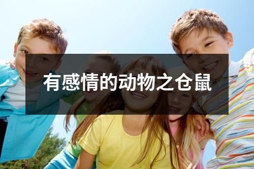 有感情的动物之仓鼠