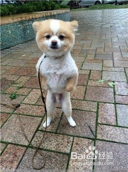 如何训练狗狗站立