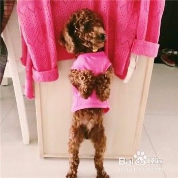 如何训练狗狗站立