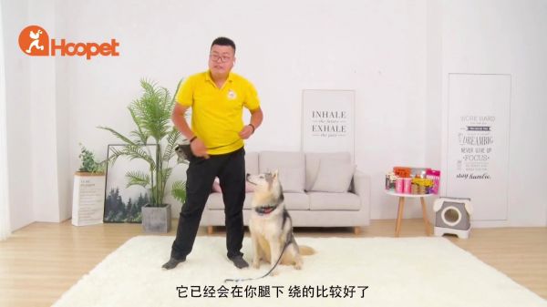 狗狗穿腿绕腿训练教程，方法超级简单，两分钟一学就会