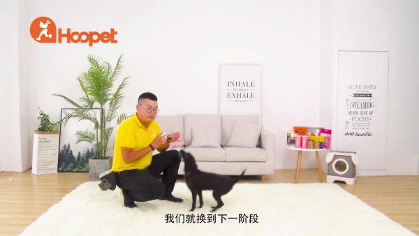 如何训练狗狗握手，这几个步骤看完就明白了