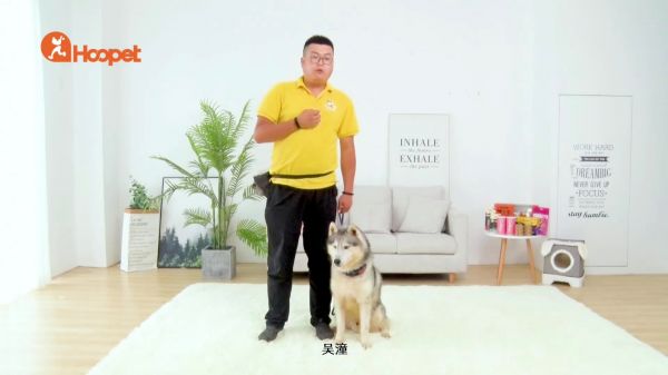 教你如何训练狗狗坐下，学会了这几招保管有效
