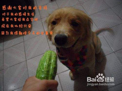 教你个小妙招训练宠物狗金毛的站立姿势