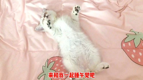 像这样睡觉的小猫咪，你见过吗？四脚朝天，太可爱了