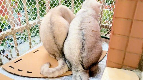 偷偷地看我家猫咪在什么，没想到把它吓出了狗叫声