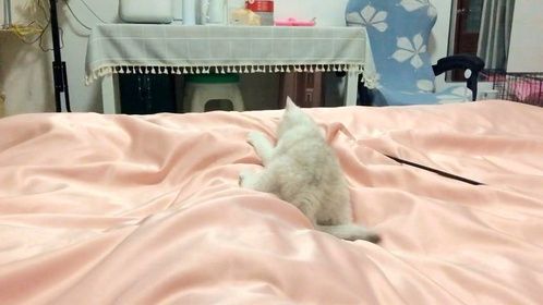 你见过青蛙跳的小猫咪吗，怎么这么可爱