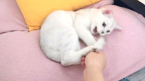 作为一只猫，它知道自己是有尾巴的吗？