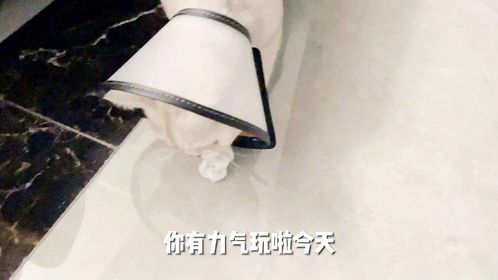 今天是活力满满的一天呀，七喜猫咪又愿意和我玩啦