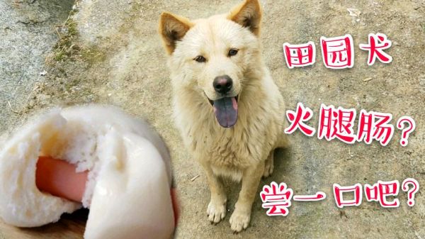中华田园犬，在远处叫一声立马跑过来，看到我给它带吃的开心坏了