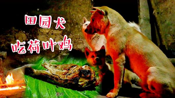 中华田园犬，主人烤荷叶鸡给它们加餐，几个家伙坐齐排队不争不抢