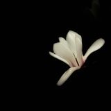 蒜香栗子