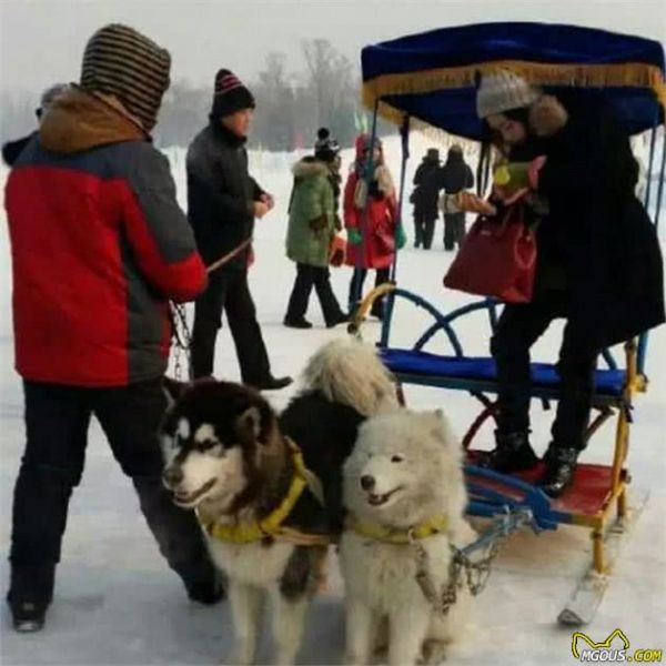 放过可怜的雪橇犬吧！再次呼吁抵制“狗拉雪橇”！