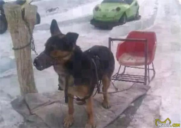放过可怜的雪橇犬吧！再次呼吁抵制“狗拉雪橇”！