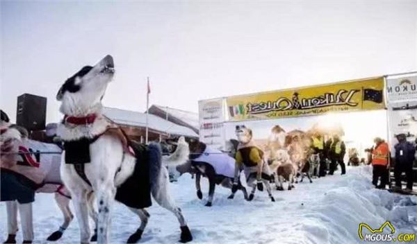 放过可怜的雪橇犬吧！再次呼吁抵制“狗拉雪橇”！
