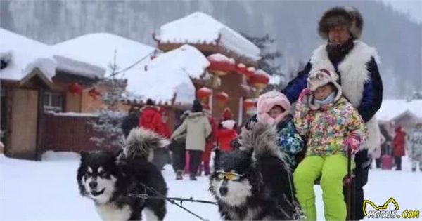 放过可怜的雪橇犬吧！再次呼吁抵制“狗拉雪橇”！
