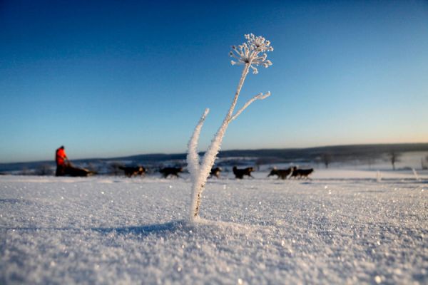 世界各地狗拉雪橇比赛- 宠物之家 